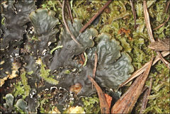 Peltigera dolichorhiza