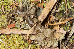 Peltigera dolichorhiza