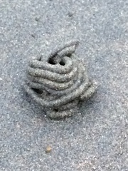 Abarenicola pacifica