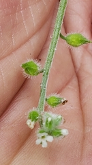 Myosotis macrosperma