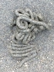 Abarenicola pacifica