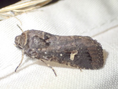 Proteuxoa hydraecioides