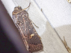 Proteuxoa hydraecioides