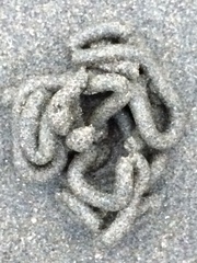 Abarenicola pacifica