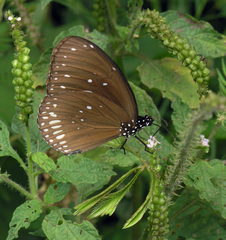 Euploea core godartii