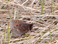 Erebia discoidalis