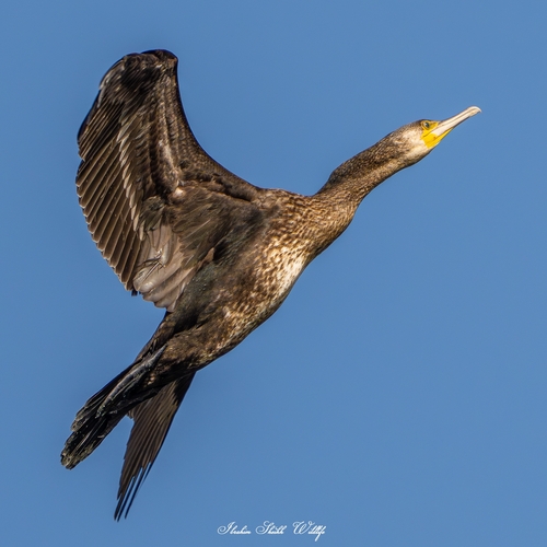 Great Cormorant