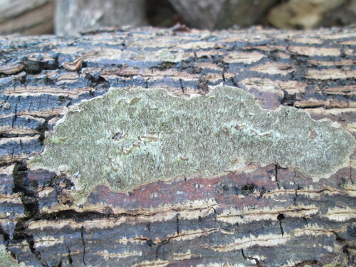 Dentocorticium portoricense observed 2026-05-14