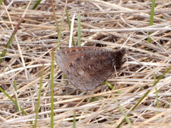 Erebia discoidalis