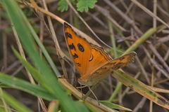 Junonia almana