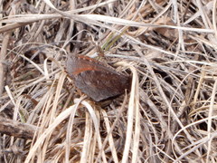 Erebia discoidalis