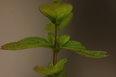 Hypericum maculatum obtusiusculum