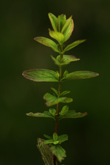 Hypericum maculatum obtusiusculum