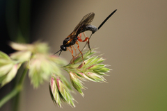 Lissonota lineolaris