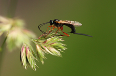 Lissonota lineolaris