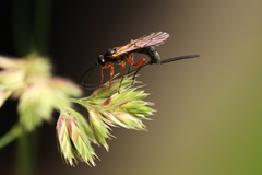 Lissonota lineolaris