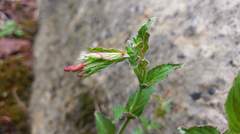 Epilobium amurense