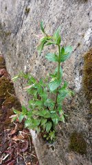 Epilobium amurense