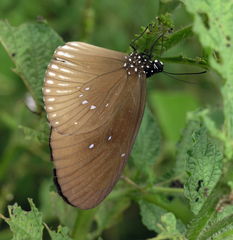 Euploea eyndhovii gardineri