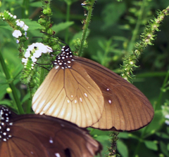 Euploea eyndhovii gardineri