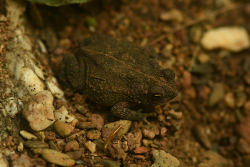 granular toad