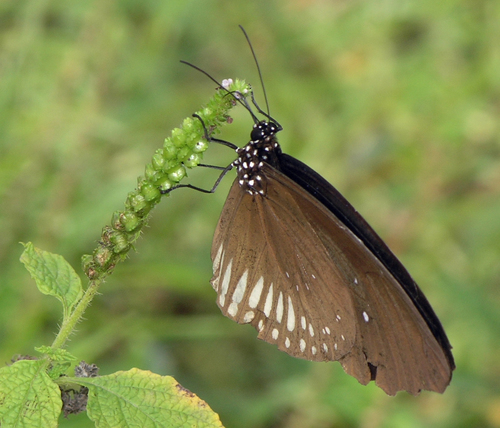 Greater Striped Black Crow