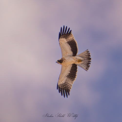 Booted Eagle