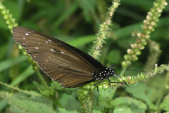 Euploea mulciber mulciber