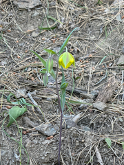 Calochortus pulchellus, photograph author not stated, no rights reserved