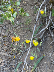 Calochortus pulchellus, photograph author not stated, no rights reserved
