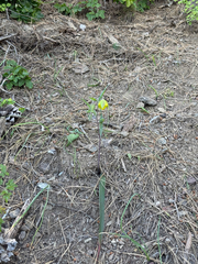 Calochortus pulchellus, photograph author not stated, no rights reserved