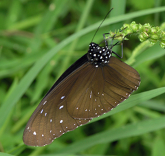 Euploea mulciber mulciber