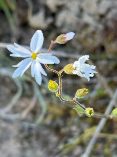Lithophragma affine, photograph 1
