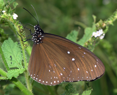 Euploea mulciber mulciber