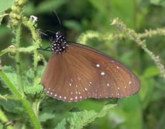 Euploea mulciber mulciber