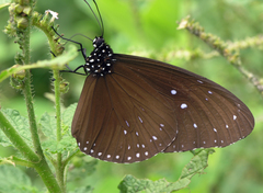 Euploea mulciber mulciber