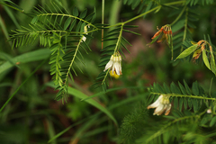 Vicia orobus