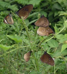 Euploea mulciber mulciber
