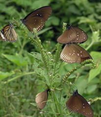 Euploea mulciber mulciber