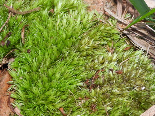 Leucobryum juniperoideum observed 2026-05-16