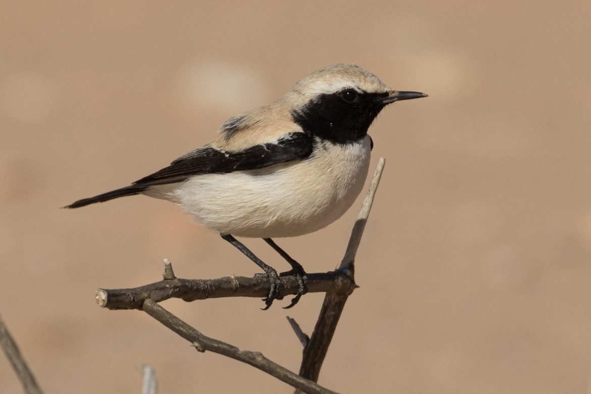 Desert Wheatear (Oenanthe deserti), photo 3