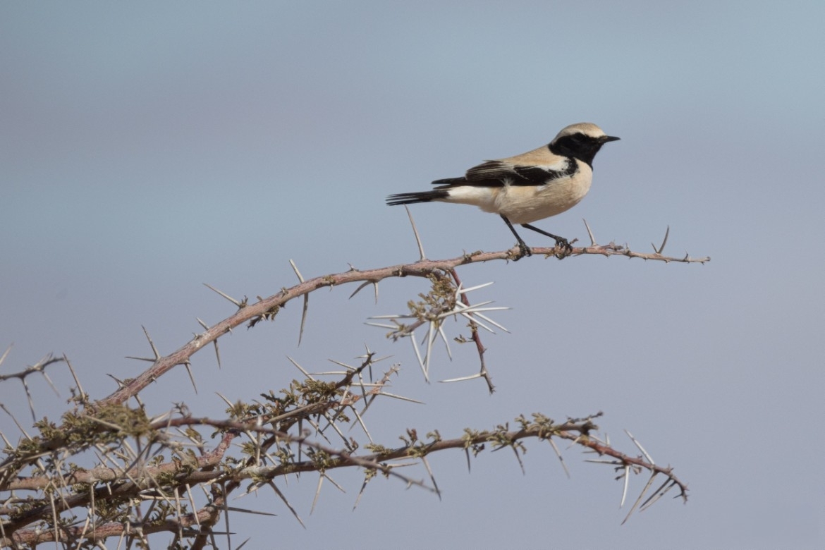 Desert Wheatear (Oenanthe deserti), photo 4