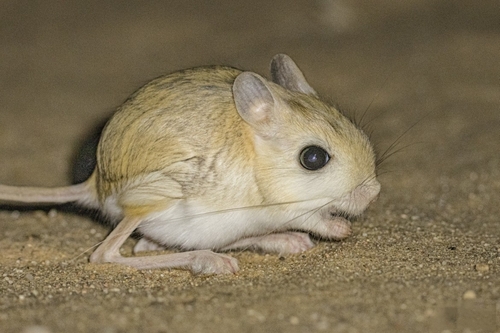 Lesser Egyptian Jerboa