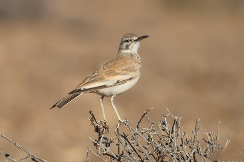 Greater Hoopoe-Lark (Alaemon alaudipes), photo 4