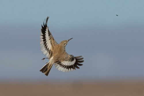 Greater Hoopoe-Lark (Alaemon alaudipes), photo 3