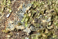 Pseudocyphellaria neglecta