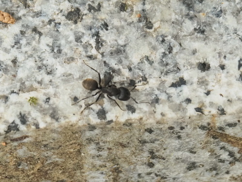 Japanese Carpenter Ant
