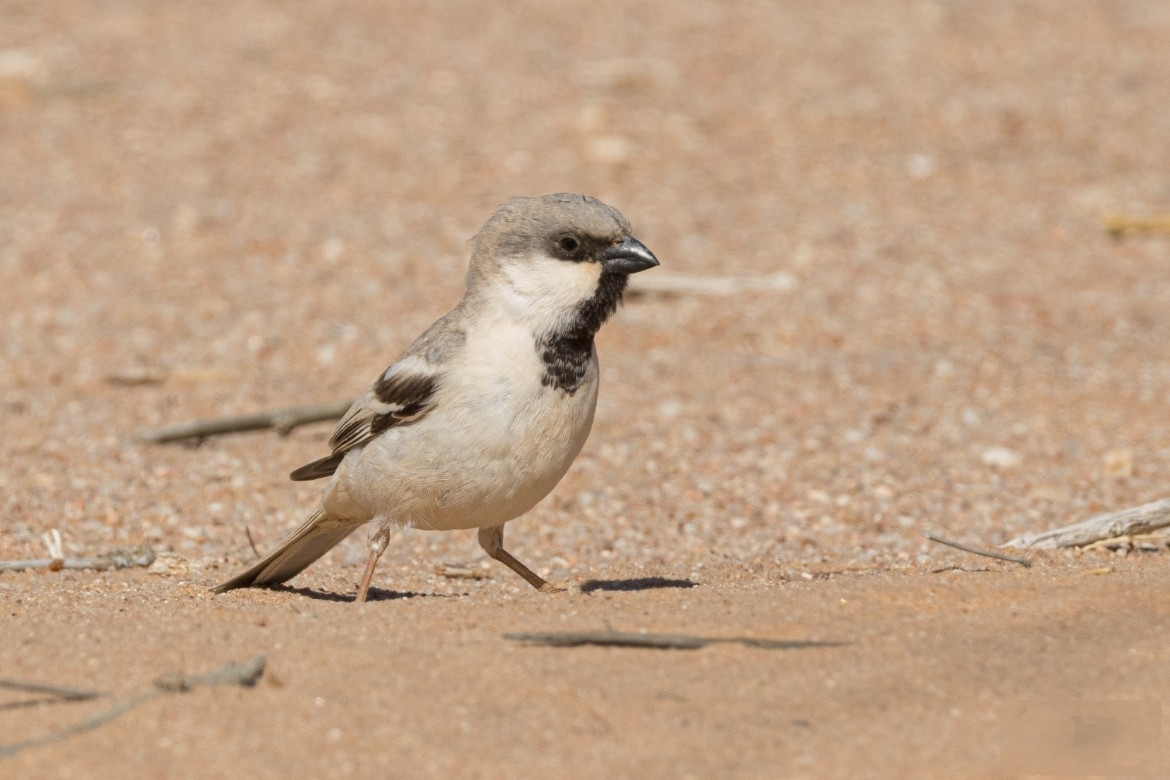 Desert Sparrow (Passer simplex), photo 2