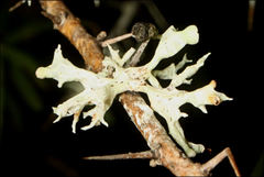 Ramalina inflata
