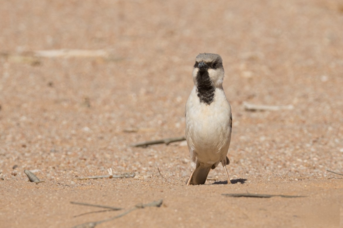 Desert Sparrow (Passer simplex), photo 3
